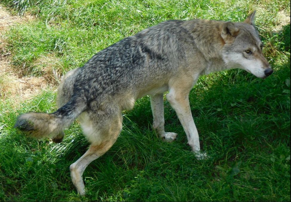 wolf marking territory