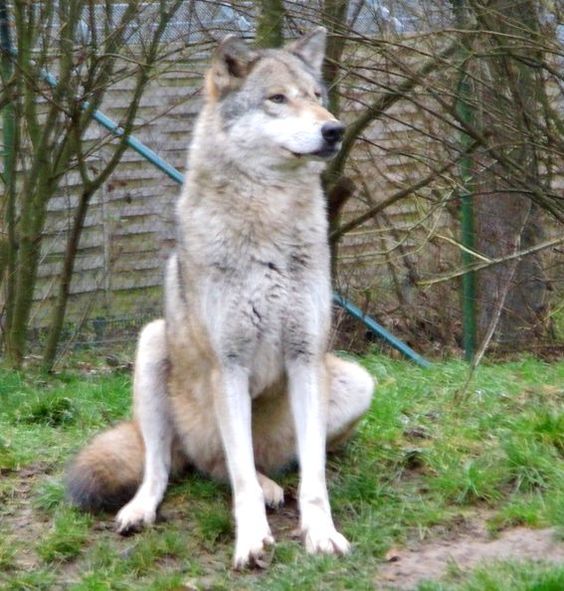 Wolf, sitting, sitzend, loup assis