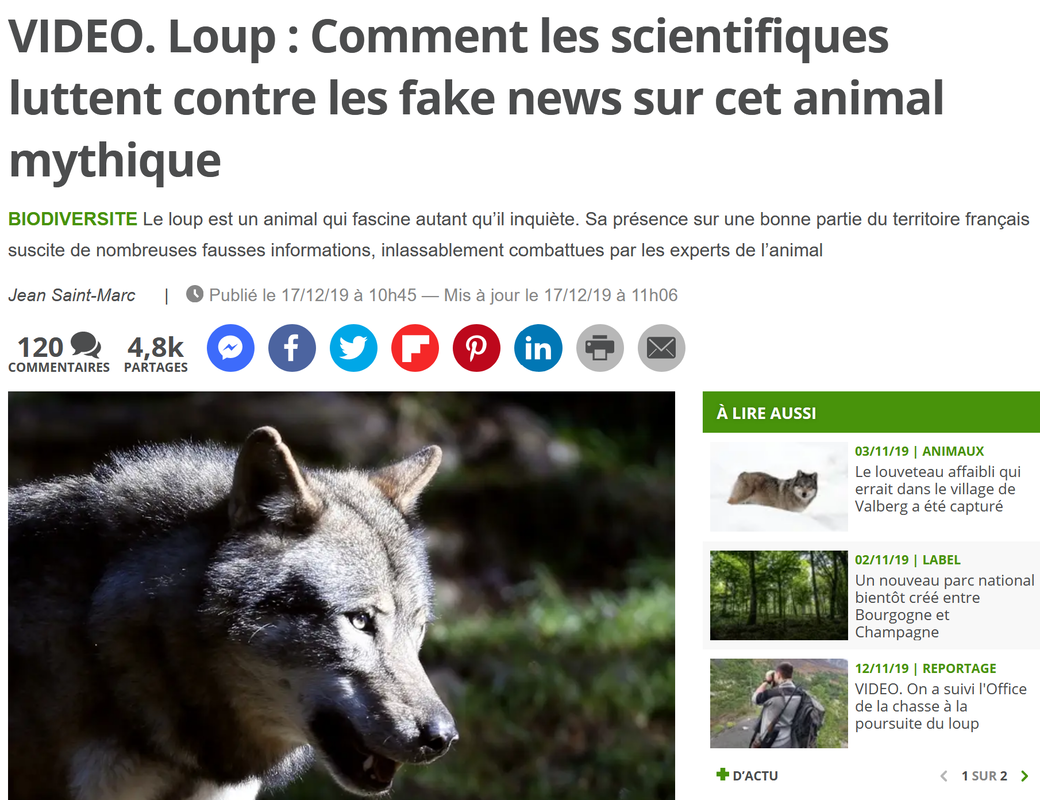 Planete 24. Video. Loup: Comment les scientifiques luttent contre les fake news sur cet animal mytihique