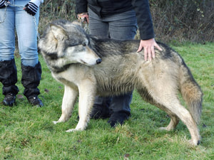 socialised wolf UKWCT Beenham