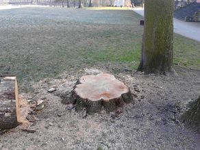 Worms Herrnsheim Park, gefällter Baum