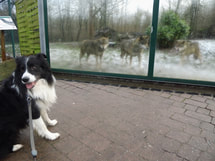 Border Collie und Wolf, dog, chien et loup, Tiergarten Worms
