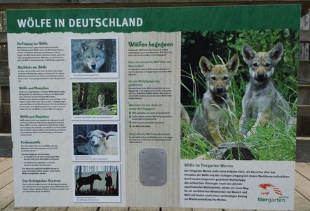 Wolves in Germany, Wölfe in Deutschland