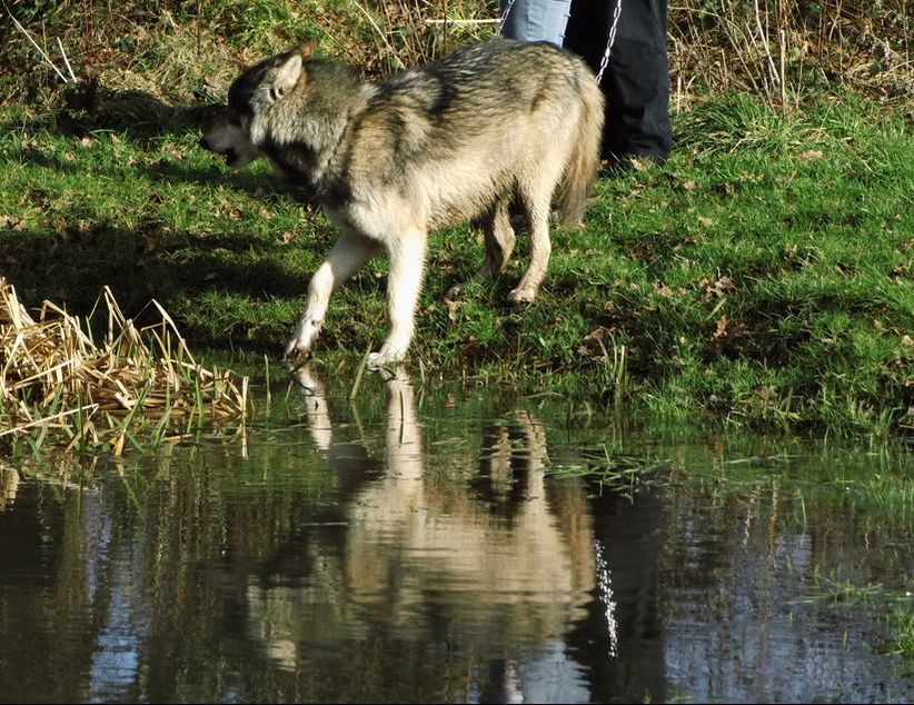 wolf Nuka Beenham with pond