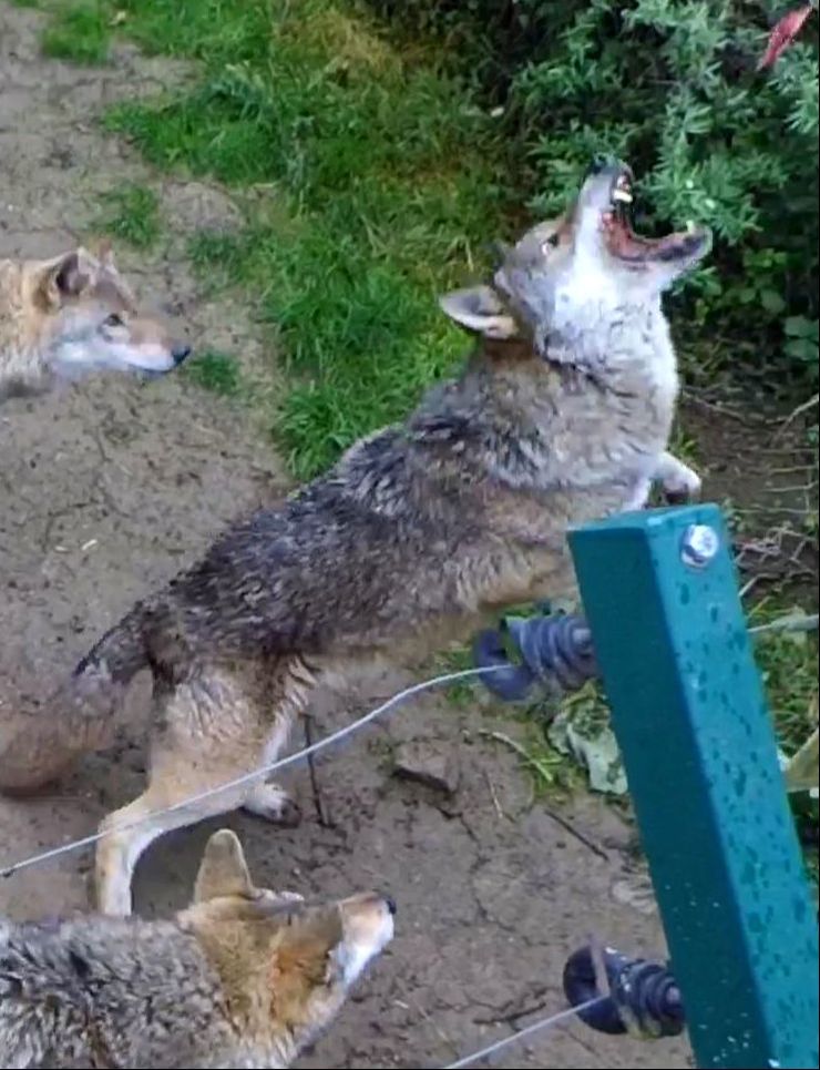 Wolf Fütterung, feeding, Zoo Tiergarten Worms