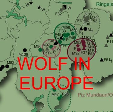 Wölfe in Deutschland, wolves in Germany, Tiergarten Worms, protection, Schutz, Rotkäppchen