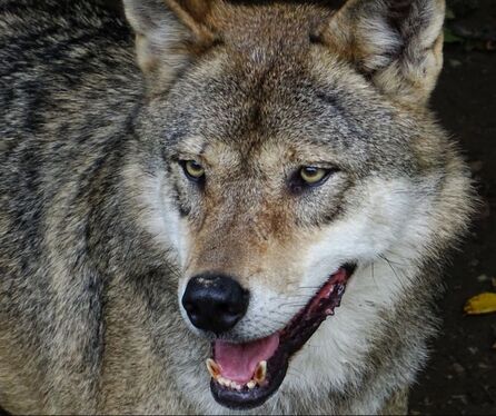 Europäischer Wolf, grey wolf, loup gris