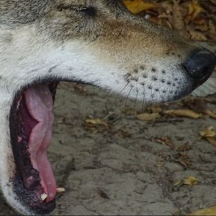 Wolf yawning, Wolf gaehnt! Goldie Tiergarten Worms