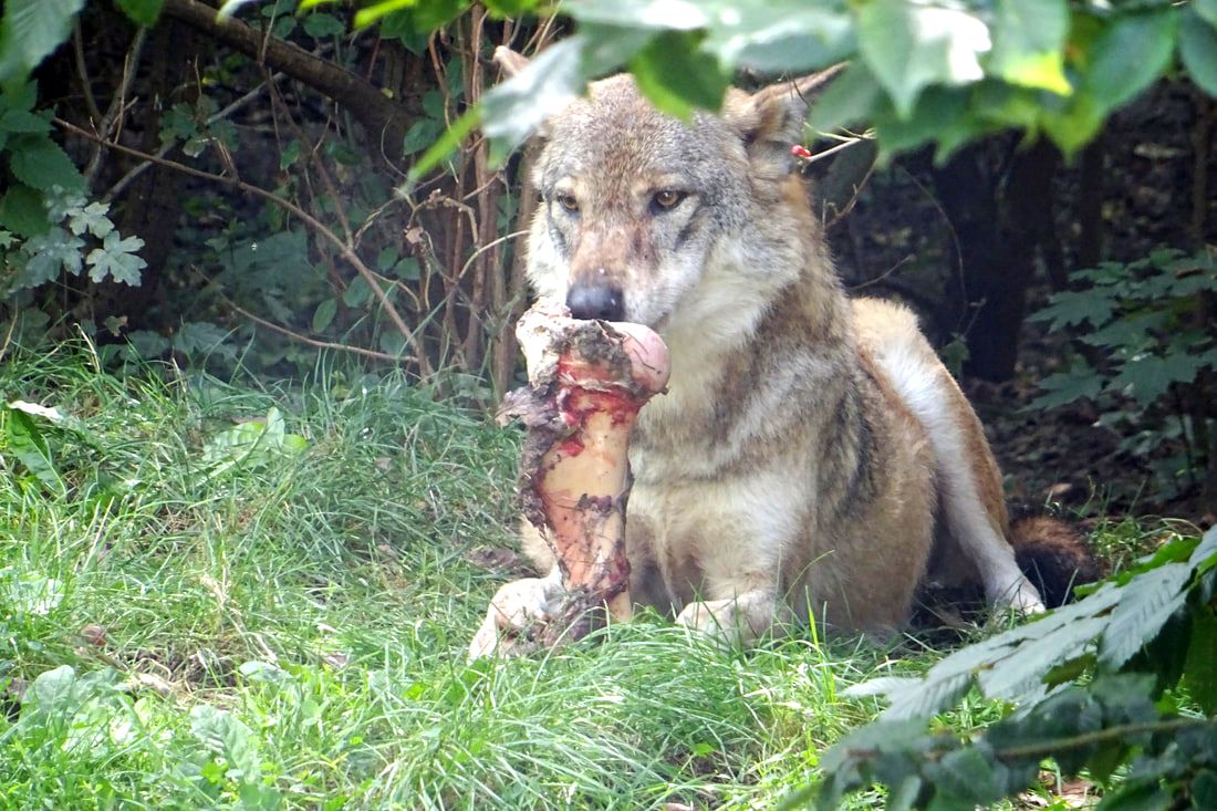 Wolf eating bone