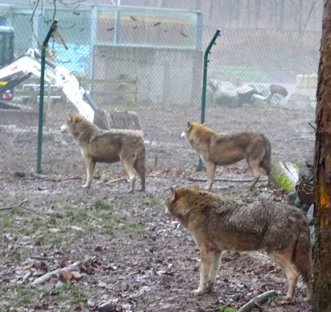Wolf Enclosure Gehege
