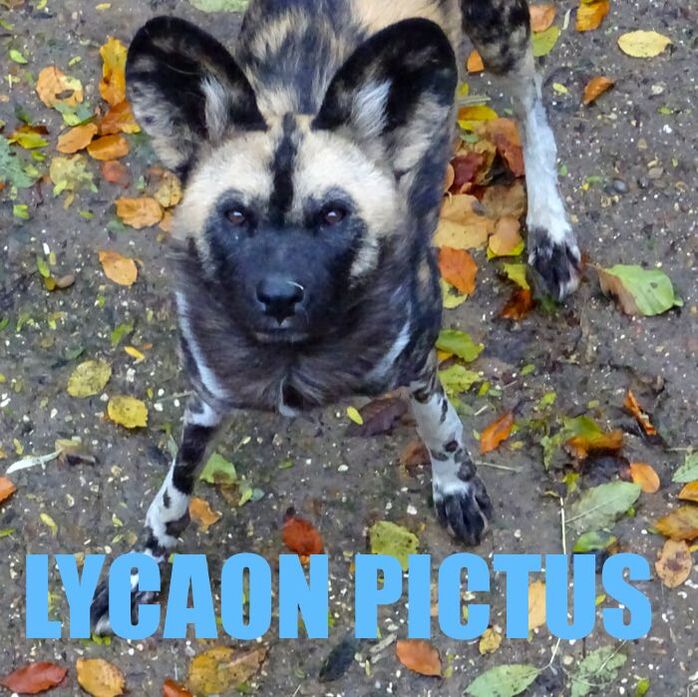 African Wild Dog, LYCAON PICTUS: protecting a critically endangered species // Afrikanischer Wildhund // loup-peint / lycaon, London Zoo, Conservation