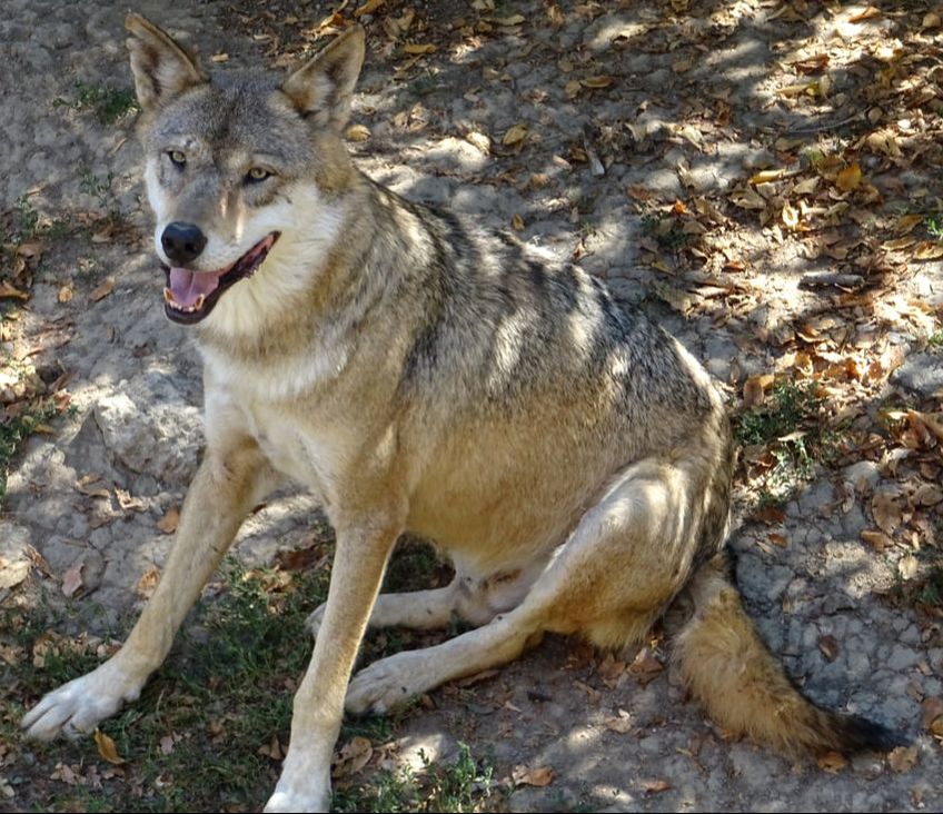 Wolf Sitting Goldie Tiergarten
