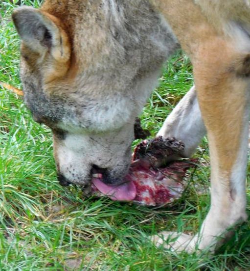 Wolf feeding Bolek bone