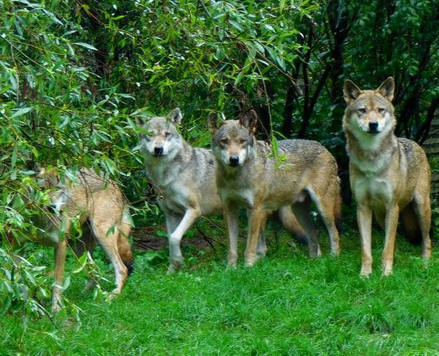 Bolek mit seinen drei Söhnen. Vier nasse Wölfe warten auf die Fütterung, Dienstag, 15.8.17: v.r.n.l.: Goldie, Bolek, Whitey & der 