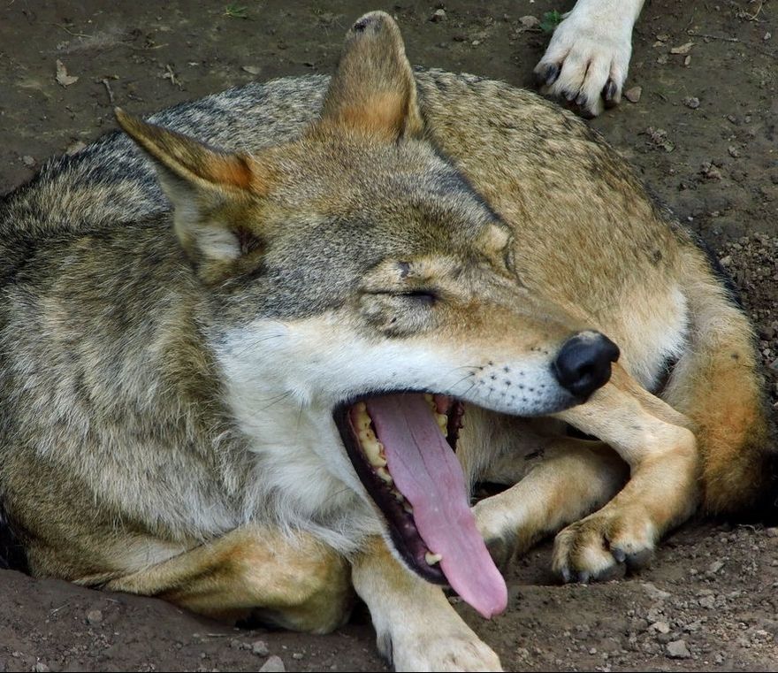 Wolf yawning gähnen