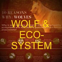 10 reasons why wolves are essential!