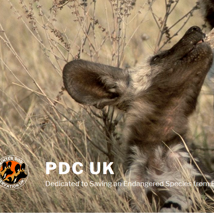Painted Dog Conservation UK, African Wild Dog, Endangered Species