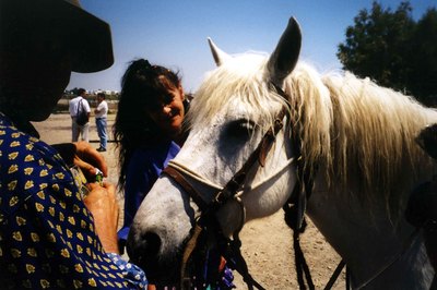 Cheval Camargue, Camargue Pferd, Horse