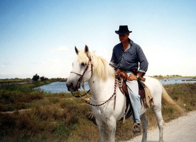 Cheval Camargue, Camargue Pferd, Horse