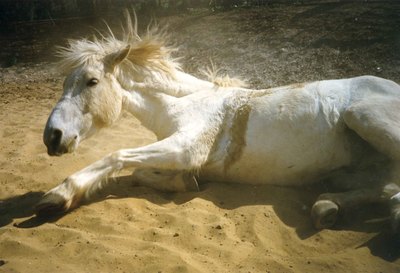 In Kent: Camargue Horse, mein Camargie Pferd (England)