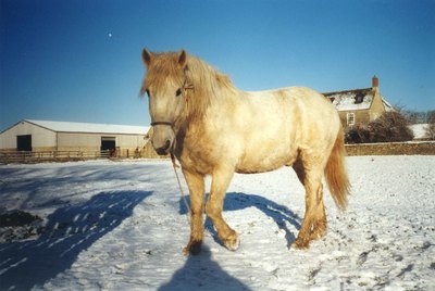 Hampton Poyle, Cheval Camargue, Camargue Pferd, Horse