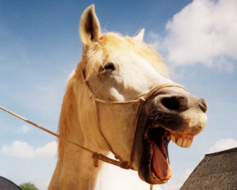 Gähnendes Camargue Pferd, Yawning Camargue Horse!