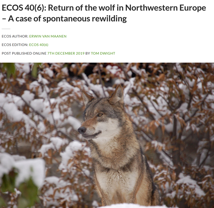Wolf in NW Europe. Spontaneous Re-wilding, Wölfe in NW Europa, loups en Europe, Allemagne, Germany