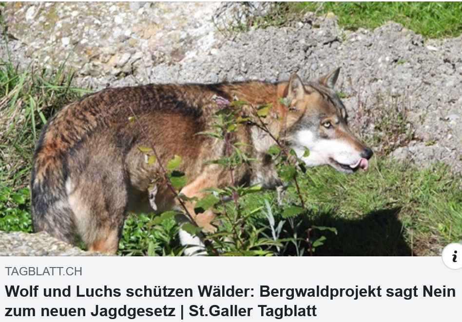 Wolf and Lynx protect the forest, Wolf und Luchs schützen Wälder, 