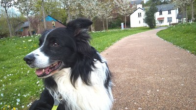 With Border Collie in Lampeter, Wales, UK