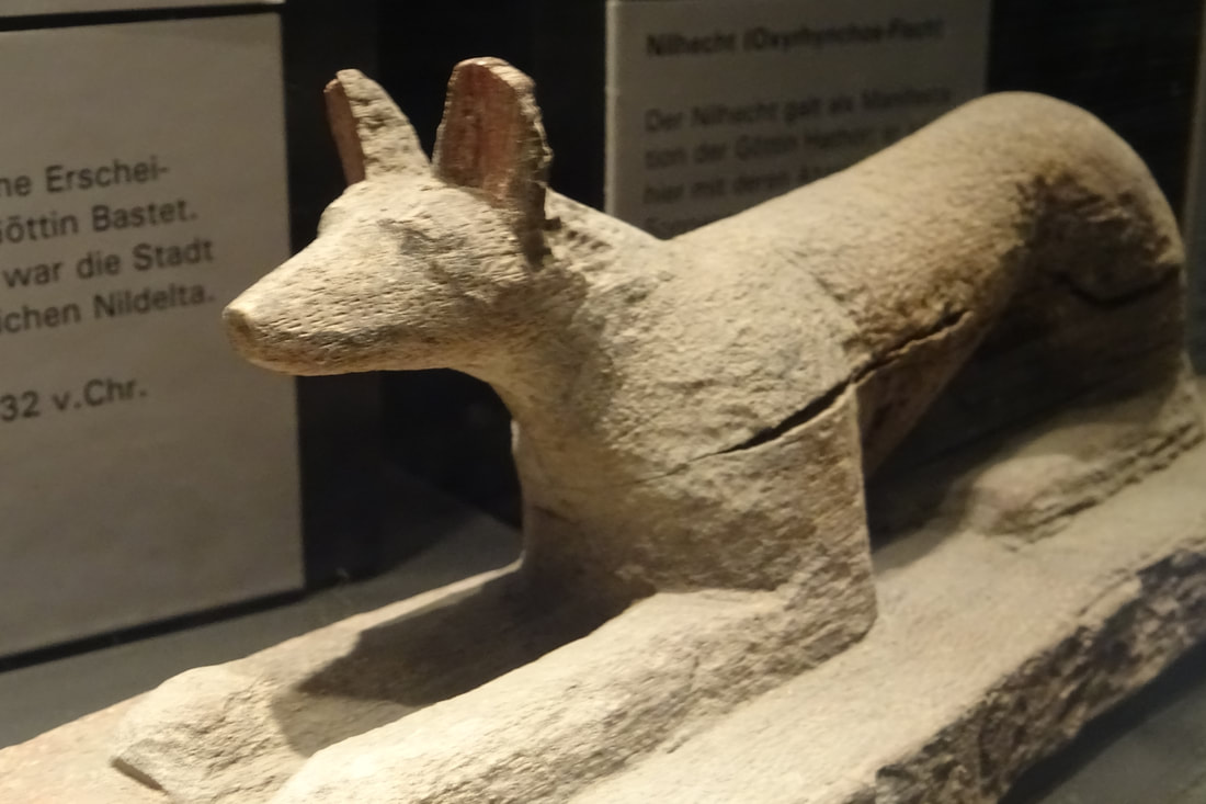 Egyptian wolf or jackal