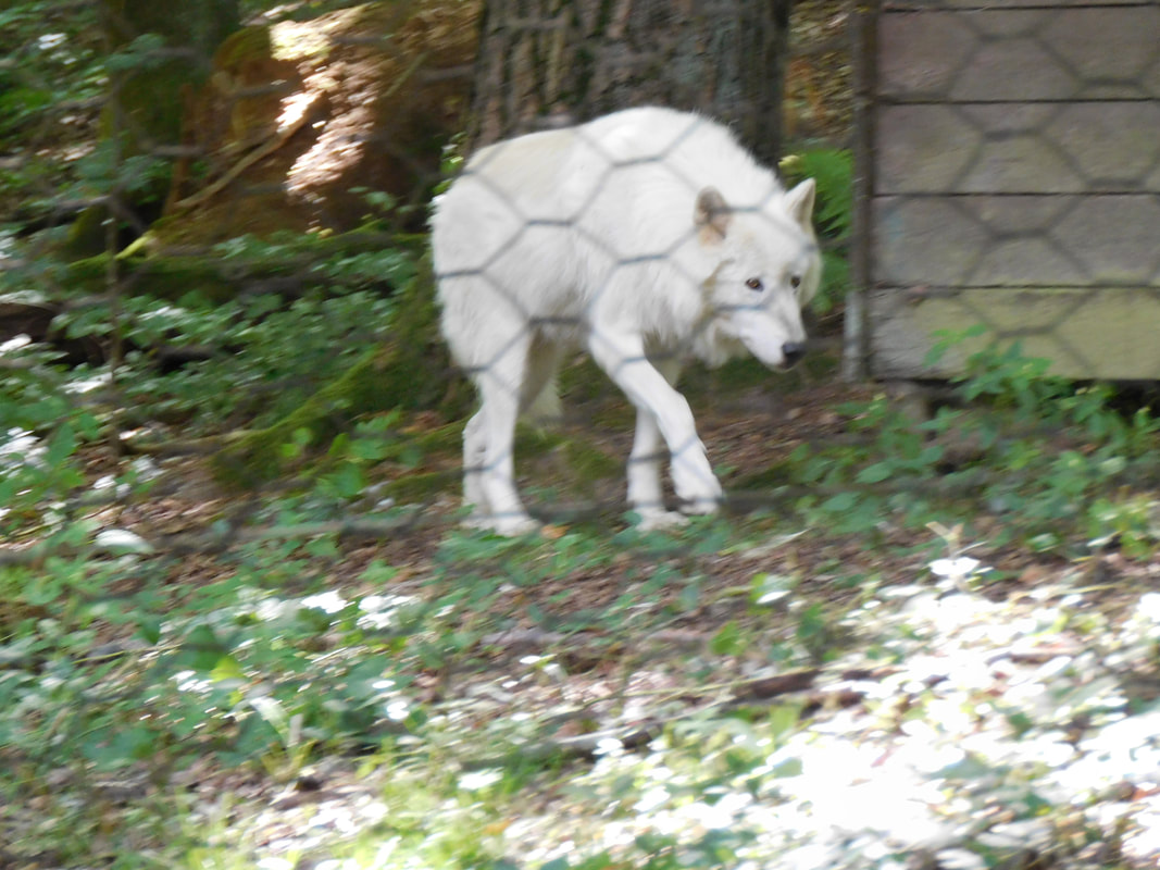 1x Wilder Wolf Zoo 41104 Wildpark für Wald schwarz 
