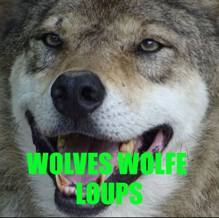 Wolves, Wölfe, Loups, Lobos, Lupi, Lykaon, Wolf myth, Wolf log, alles über Wölfe, Wolf behavior