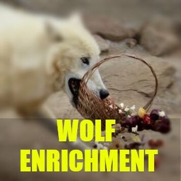wolf enrichment, Beschäftigung für Wölfe, Abwechselung für Zootiere, loups, Beschäftigungstherapie, animals in captivity